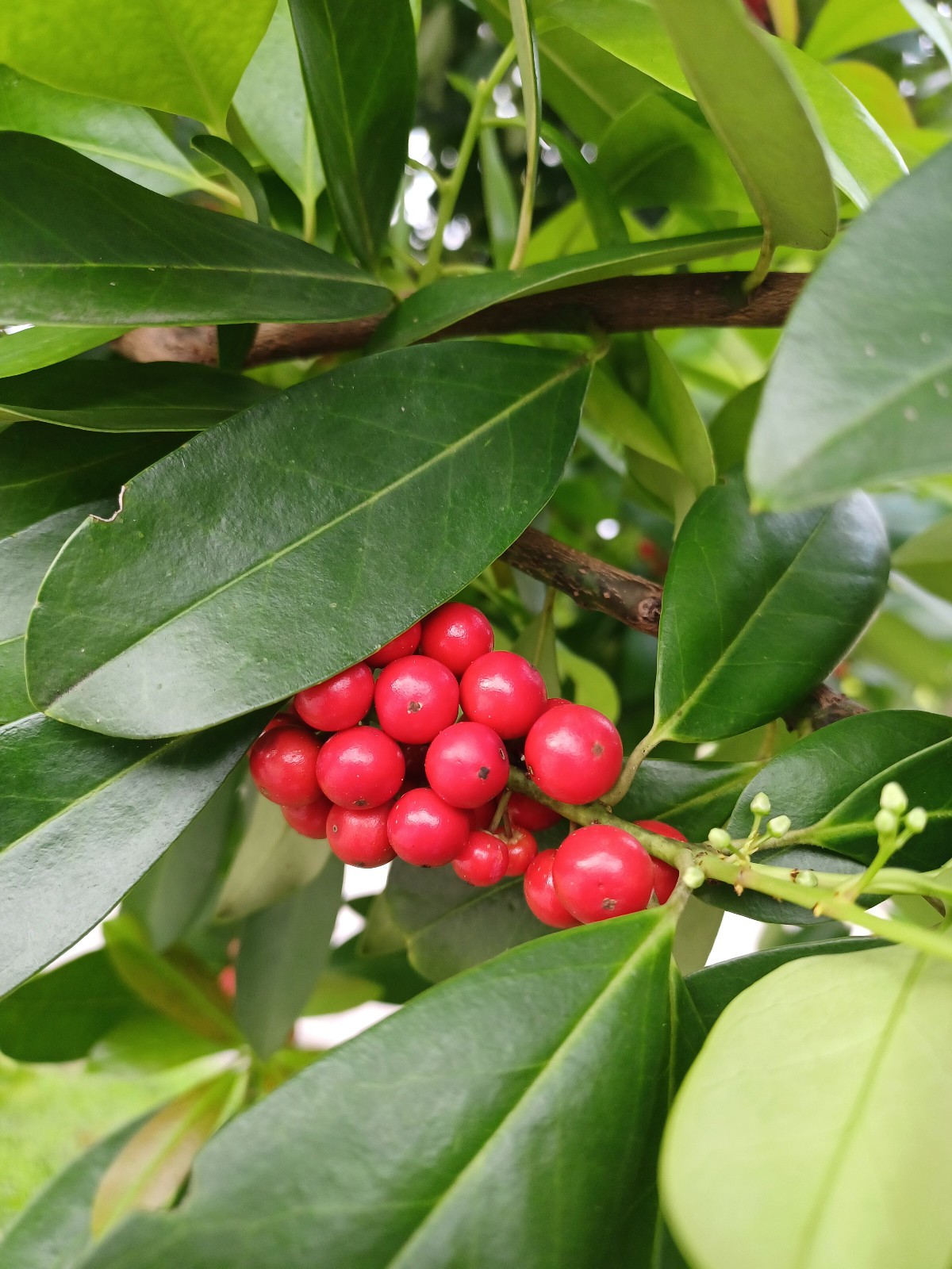 50 Dahoon Holly Seeds, Ilex cassine (Gathered 2025)