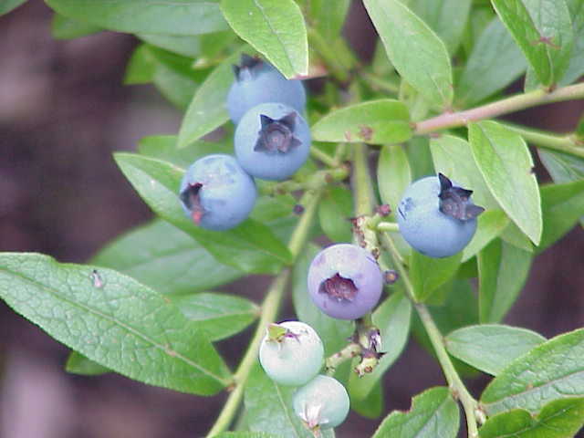 Vaccinium angustifolium LOWBUSH BLUEBERRY Shrub Seeds