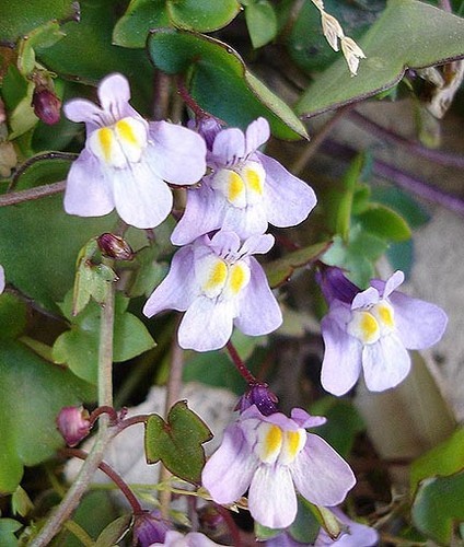 100+ Ivy, Kenilworth Flower Seeds / Perennial / Ground Cover / Cymbalaria