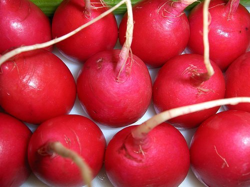 Radish Crimson Giant Great Heirloom Vegetable by Seed Kingdom 1 OZ Seeds