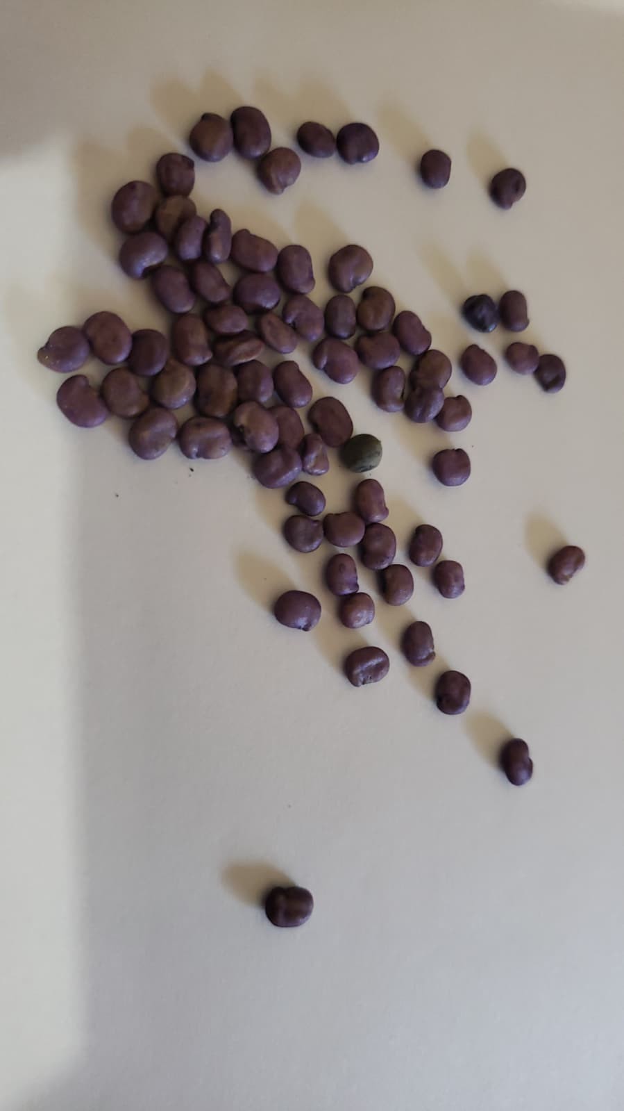 Cluster beans seeds /Gawar/Guar/Guvar /gokarakaya/kotthavarai /Kothamara seed