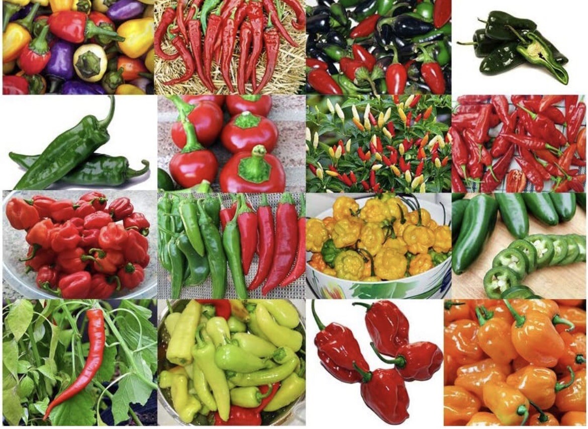 10 bags Asian Pepper Hot Mix (HOT) Vegetable Seeds NON-GMO Mixed 16 Types 100ct