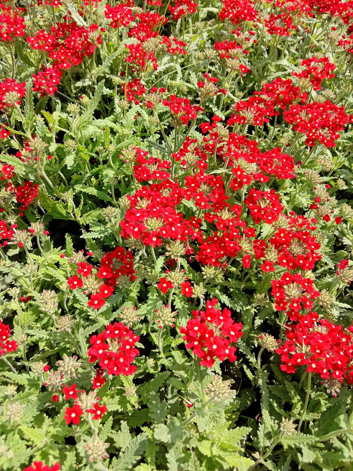 50 SCARLET VERBENA Red Nana Compacta Fragrant Flower Seeds *Combined Shipping