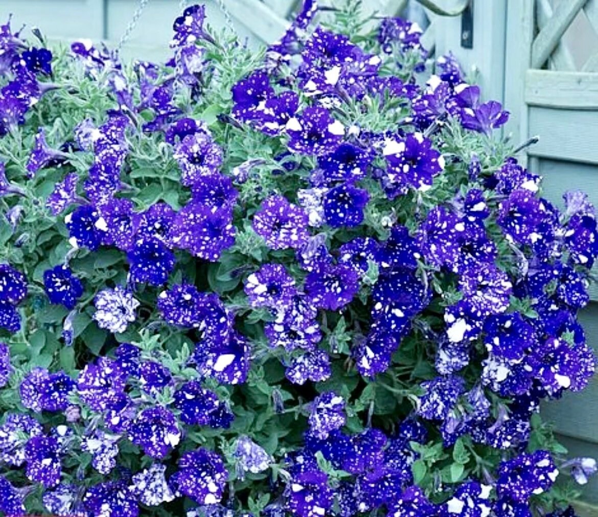 Petunia Starry Sky Blue Seeds ~ Night Sky ~ Grow Your Own ~ Spring Flowers