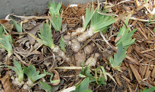 Lot of 6 Purple German Bearded Iris Rhizomes / Roots ~ Starter Plants