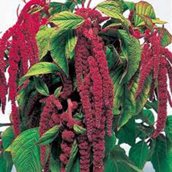 LOVE LIES BLEEDING SEED, 500 SEEDS, SHARP STRIKING MAROON BLOOMS