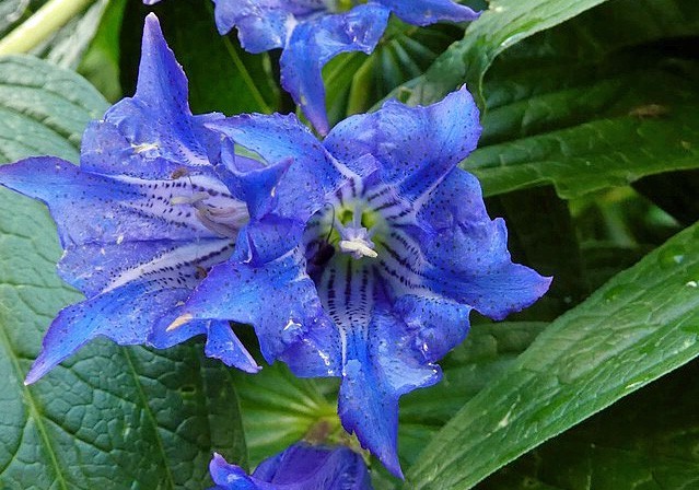 Gentiana asclepiadea | Willow Gentian | 10 Seeds