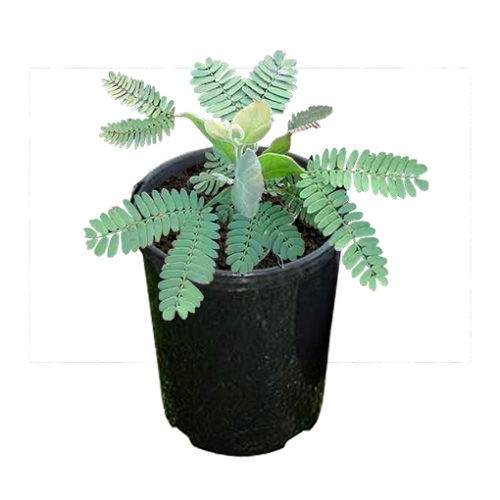 Acacia Podalyrifolia aka Queensland Silver Wattle 5 Seeds. Free Shipping!