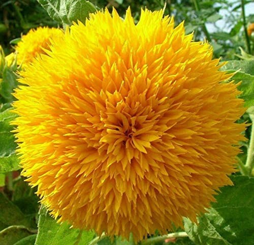 Dwarf Sunflower Seeds for Planting – Grow Teddy Bear Sun Flowers in Your 1