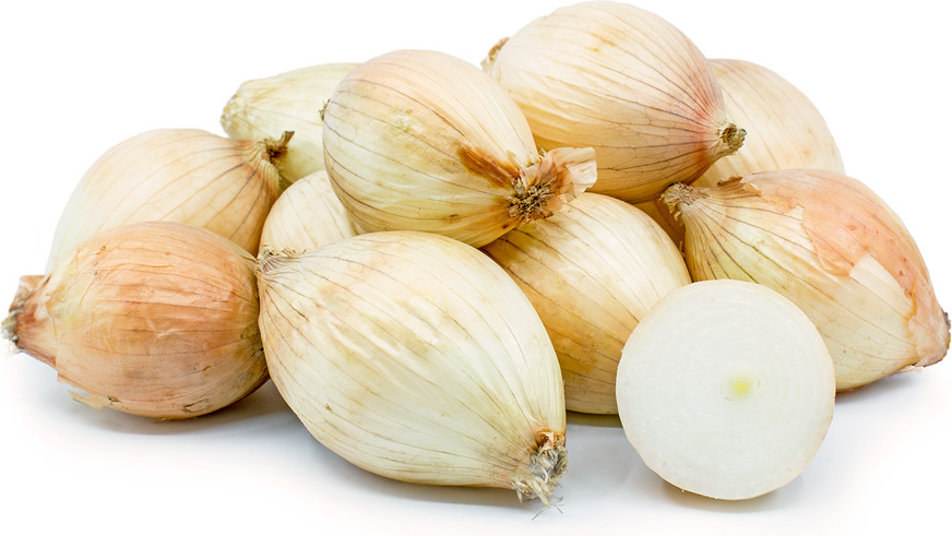 500+ Maui Onion Seeds for Garden Planting – USA – FREE SHIPPING!