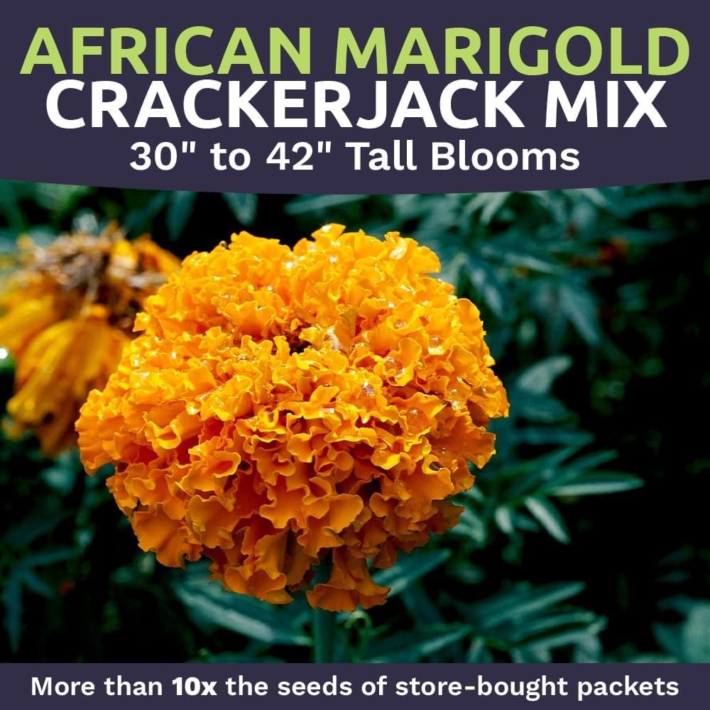 African Marigold Seeds Crackerjack Mix – Bulk 1/4 Pound Bag – Over 40,000 See…