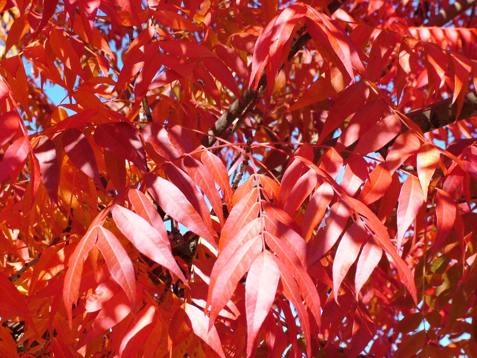 Chinese Pistache, (Pistachio) Pistacia chinensis, Tree Seeds
