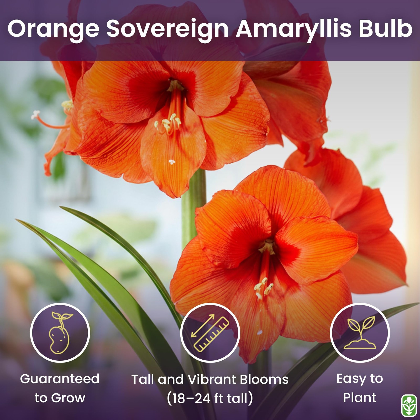 Orange Sovereign Amaryllis Bulb – Large Bulb for Planting, 4-8 Blooms, 16–24″…