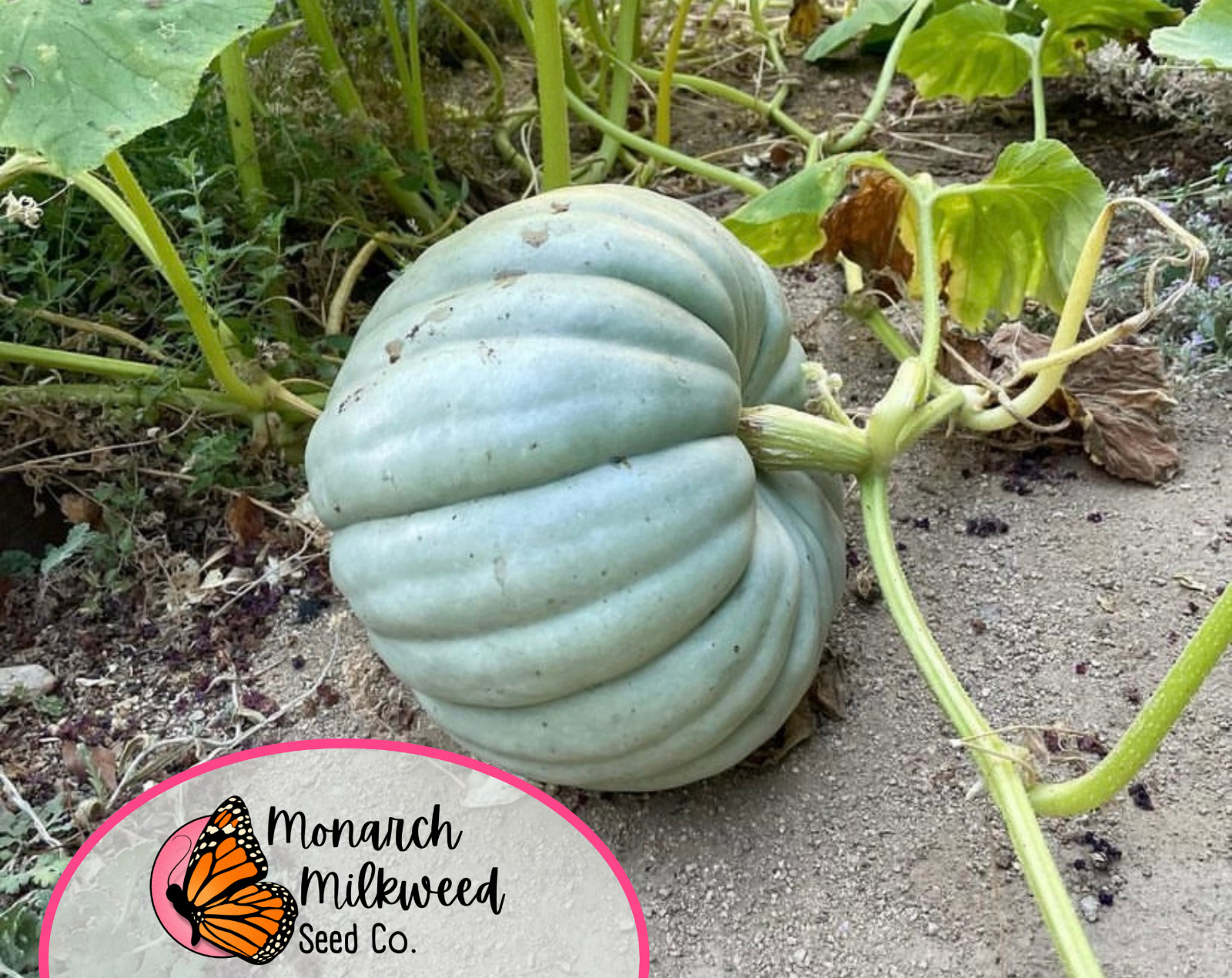 12+ Pumpkin Seeds ‘Jarrahdale’ | RARE Heirloom, Non-GMO, Vegetable Garden, USA