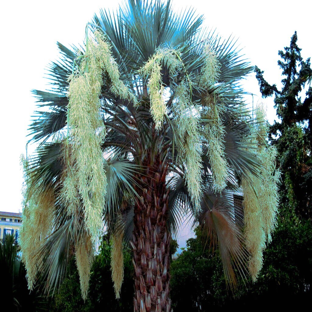 20 Mexican Blue Hesper Fan Palm Tree Seeds Grey Goddess Tropical Cold Hardy!