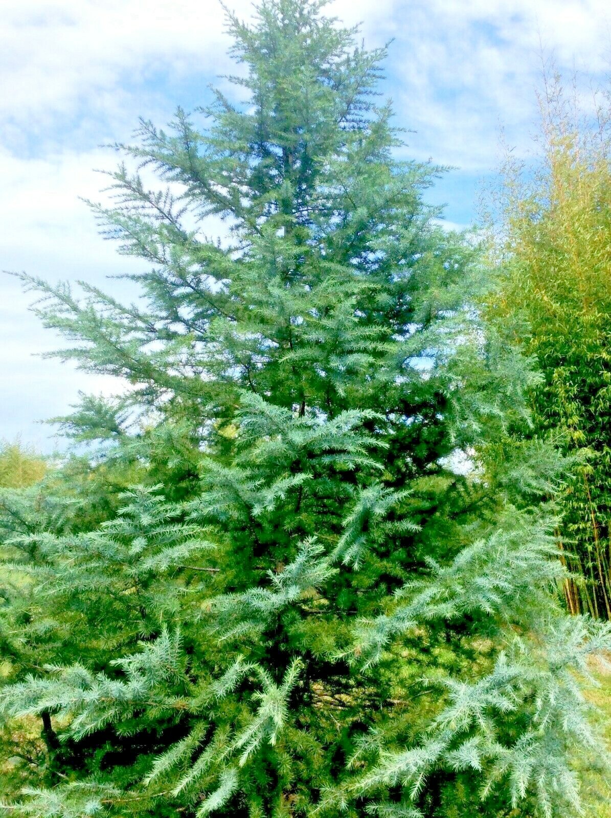 10 SHALIMAR DEODAR CEDAR SEEDS – Cedrus deodara ‘Shalimar’