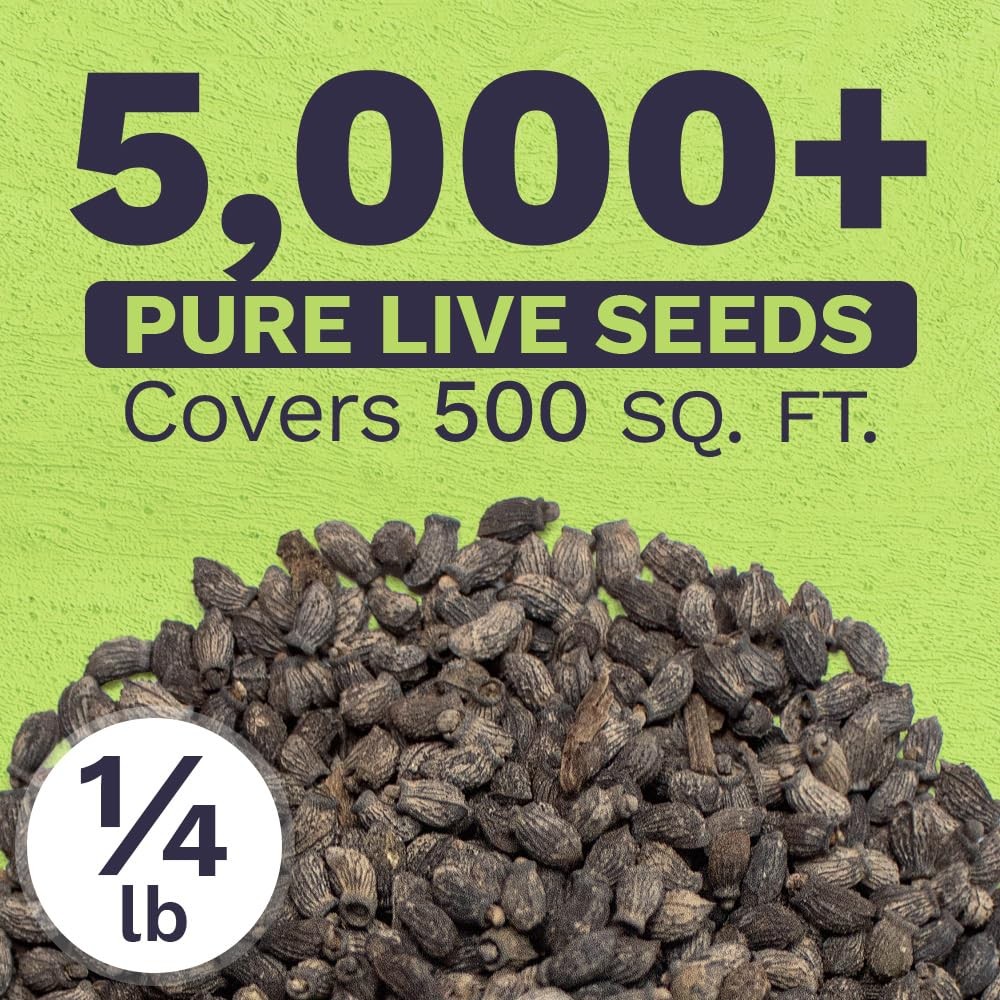 Borage Seeds Bulk 5,000+ NonGMO Open Pollinated Wildflower Seeds