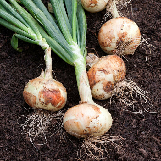 250 WHITE SWEET SPANISH ONION SEEDS NON – GMO FRESH GARDEN HARVEST