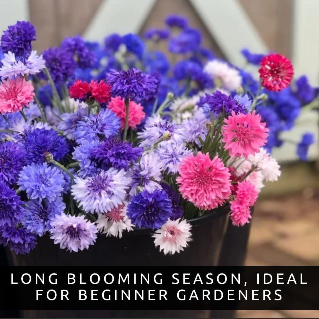 3,000 Polka Dot Bachelor Button Seeds – Heirloom NonGMO USA Grown Cornflower …