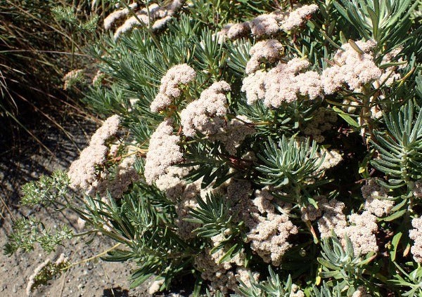 Eriogonum arborescens | Santa Cruz Island Buckwheat | 50 Seeds