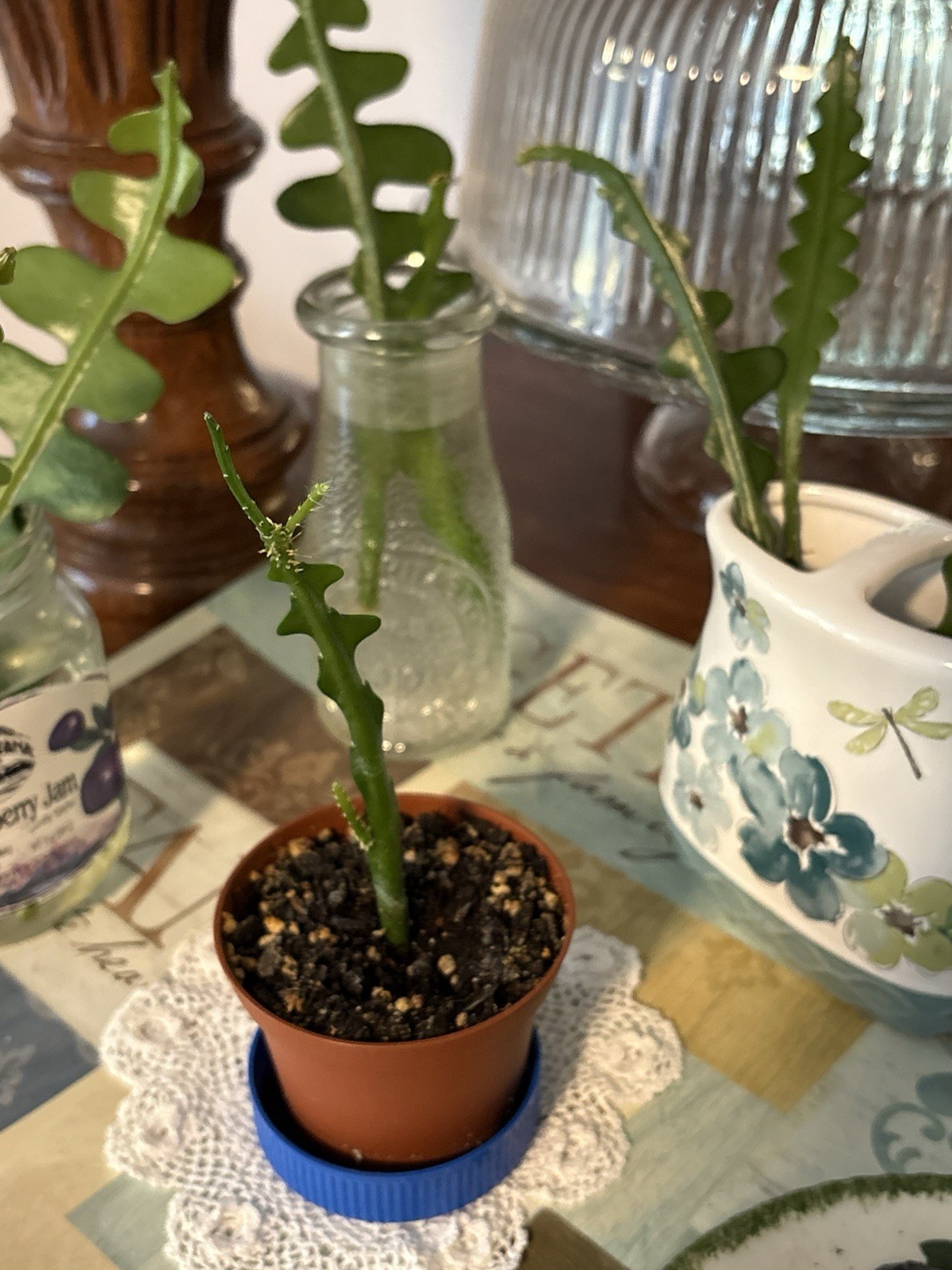 🌿Symbolic Endurance & Protection Rick Rack FISHBONE Plant Blooms YELLOW