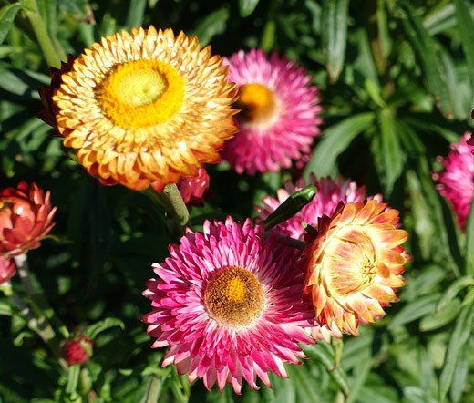 STRAWFLOWER MIXED COLORS Helichrysum Monstrosum – 200 Seeds