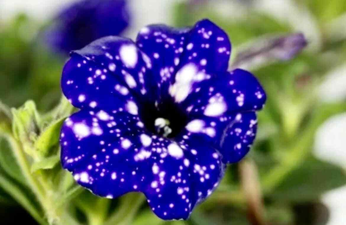 Petunia Starry Sky Blue Seeds ~ Night Sky ~ Grow Your Own ~ Spring Flowers