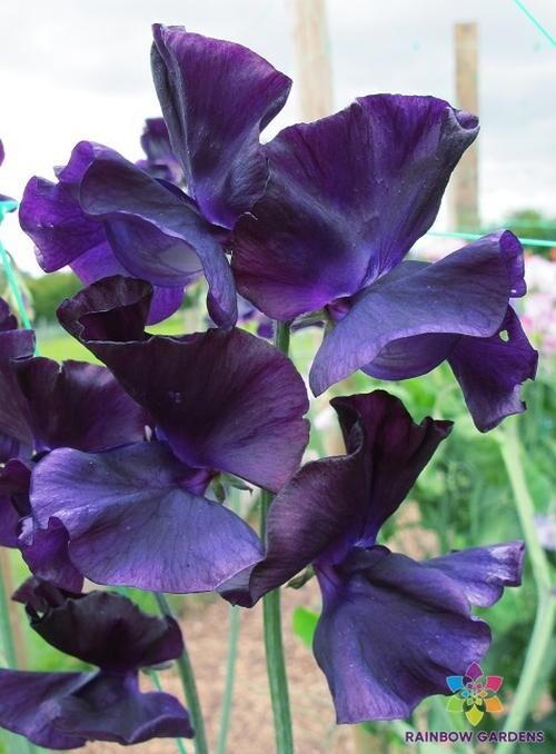 50+ Just Jenny Sweet Pea Seeds for Garden Planting – USA – FREE SHIPPING!