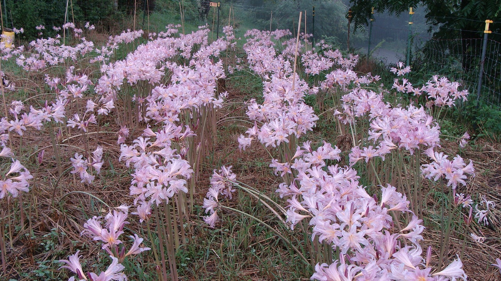 10 Lycoris Squamigera Surprise Lily, Magic, Resurrection Lily Bulbs 🌸