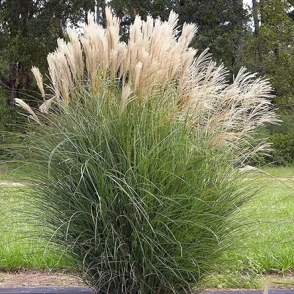 30 Miscanthus Japanese Silvergrass Seeds. USA Seeds. Organic. Ships free