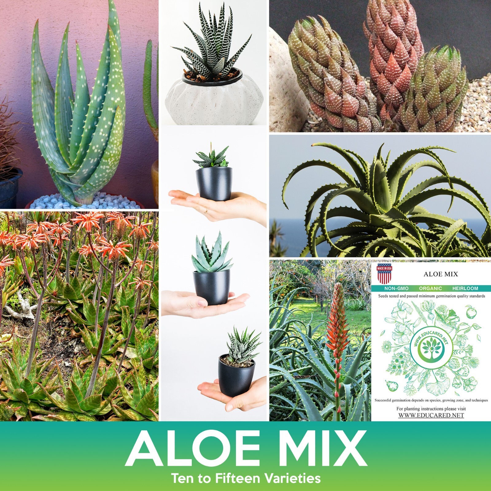 Aloe Succulents Mix Seeds, Combined Shipping on 500+ Seed Varieties!
