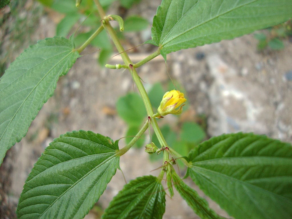 Molokhia, Egyptian spinach (Corchorus olitorius) Saluyot, Green Jute 100 seeds