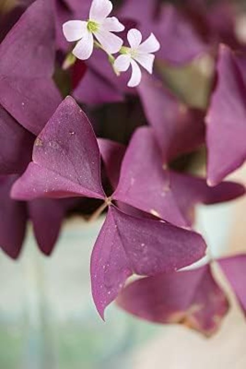 Good Luck Purple Shamrocks – 12 Air-Purifying Oxalis Bulbs for -Round Blooms