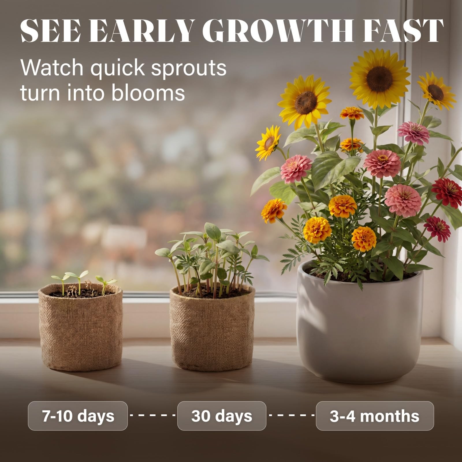 Best AVERGO Sunflower, Marigold & Zinnia Flower Seeds Growing Kit Ideal Gift for