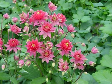 Aquilegia vulgaris Clementine Red 100 seeds