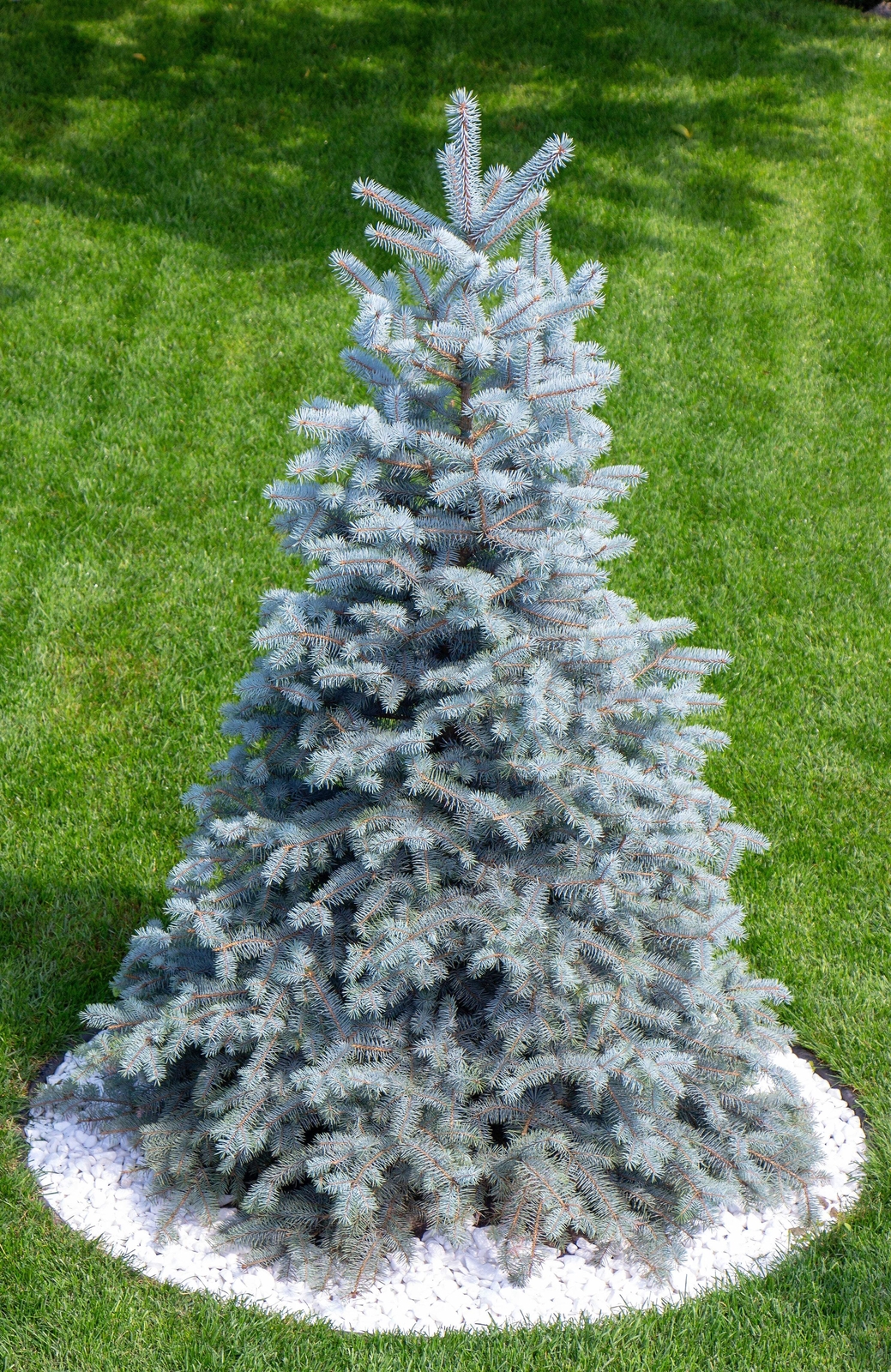 Grow Your Own CHRISTMAS TREE Colorado Blue Spruce Picea Pungens Gift Seed Packet