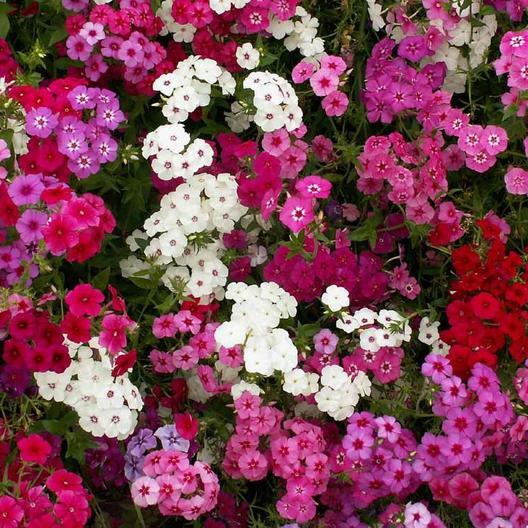 Phlox TALL MIX 18″ Pink White Red Flowers Spring Heirloom Pure Non-GMO 400 Seeds