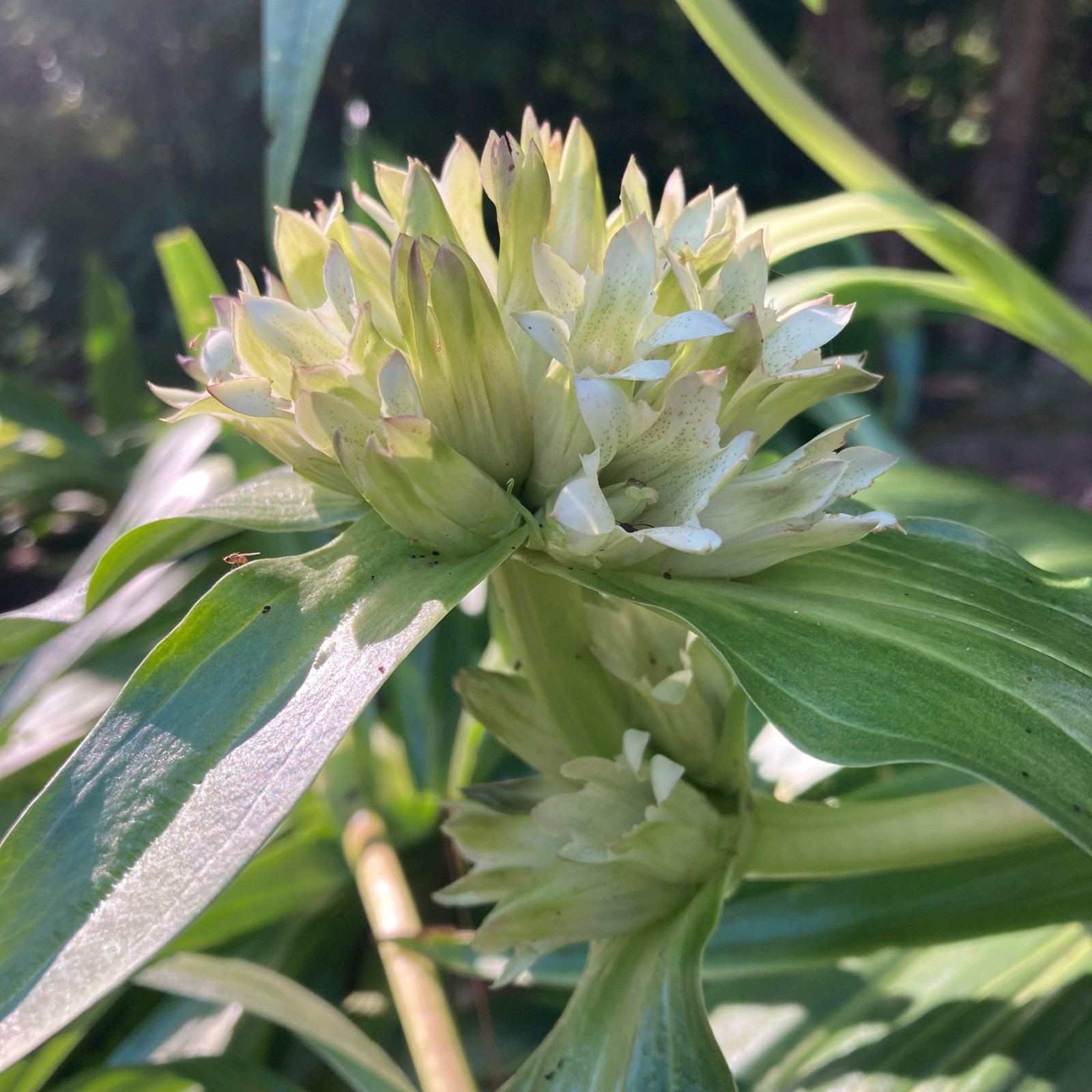 Tibetan Gentian Seeds (Gentiana tibetica) ~Traditional Herb Perennial Garden
