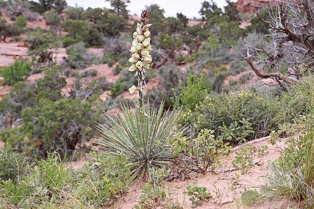 Yucca angustissima | Narrowleaf Yucca | 10 Seeds