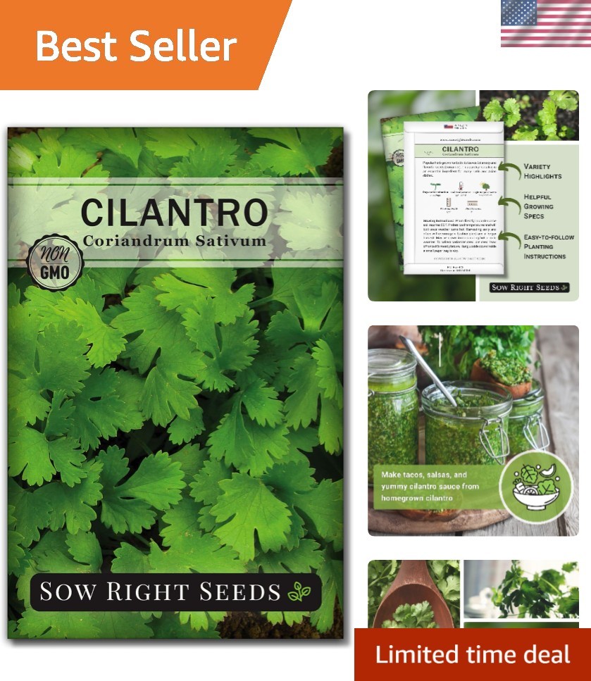 Non-GMO Cilantro Seeds – Heirloom Packet for Easy Indoor & Outdoor Herb Garden