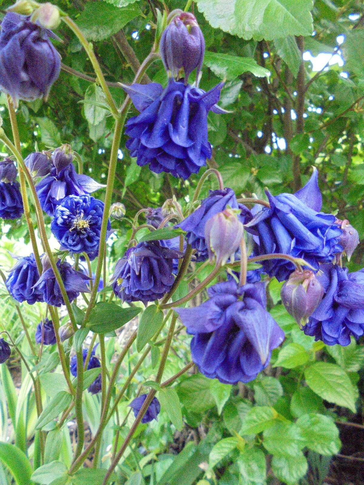 2 Mature AQUILEGIA DOUBLE PLEAT FLOWER Mix Color Freshly For Immediately Plant