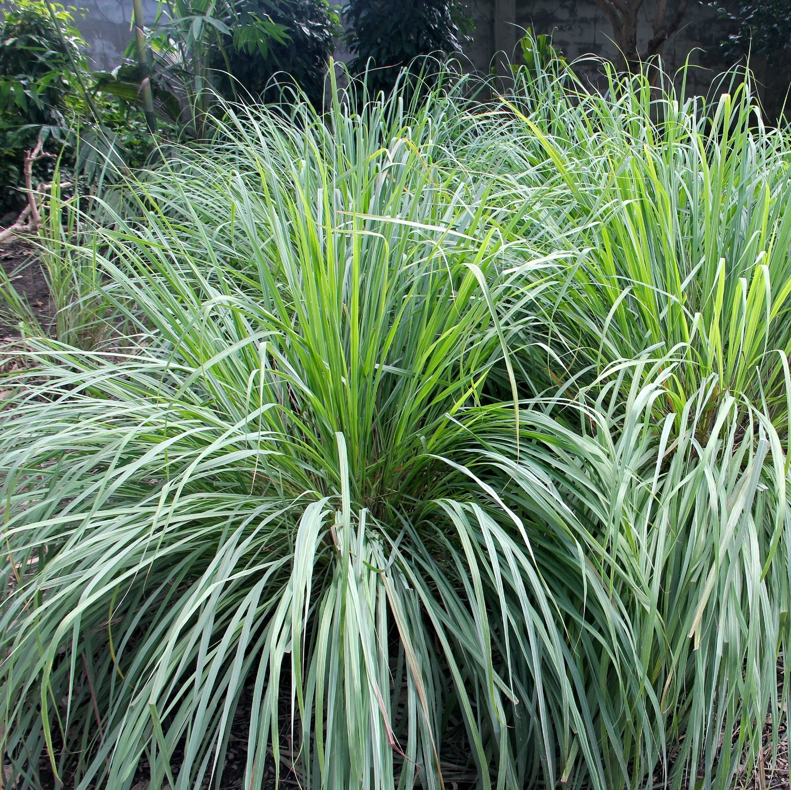 2,000+ Lemongrass Seeds – Non-GMO Herb Seeds for Planting Outdoors & Indoors, Cu