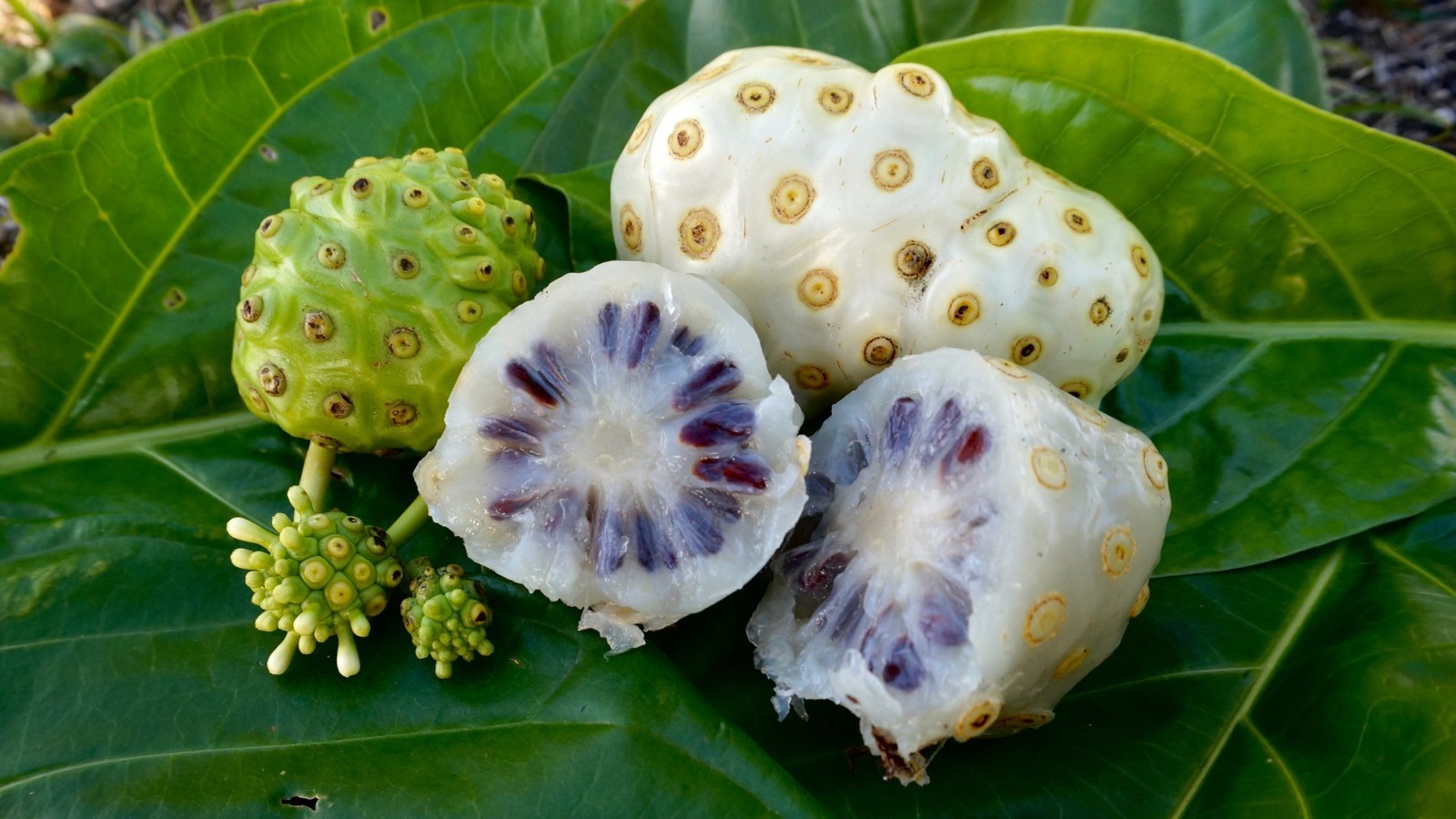 Noni Fruit Tree Morinda citrifolia- 20+fresh leaves-organic
