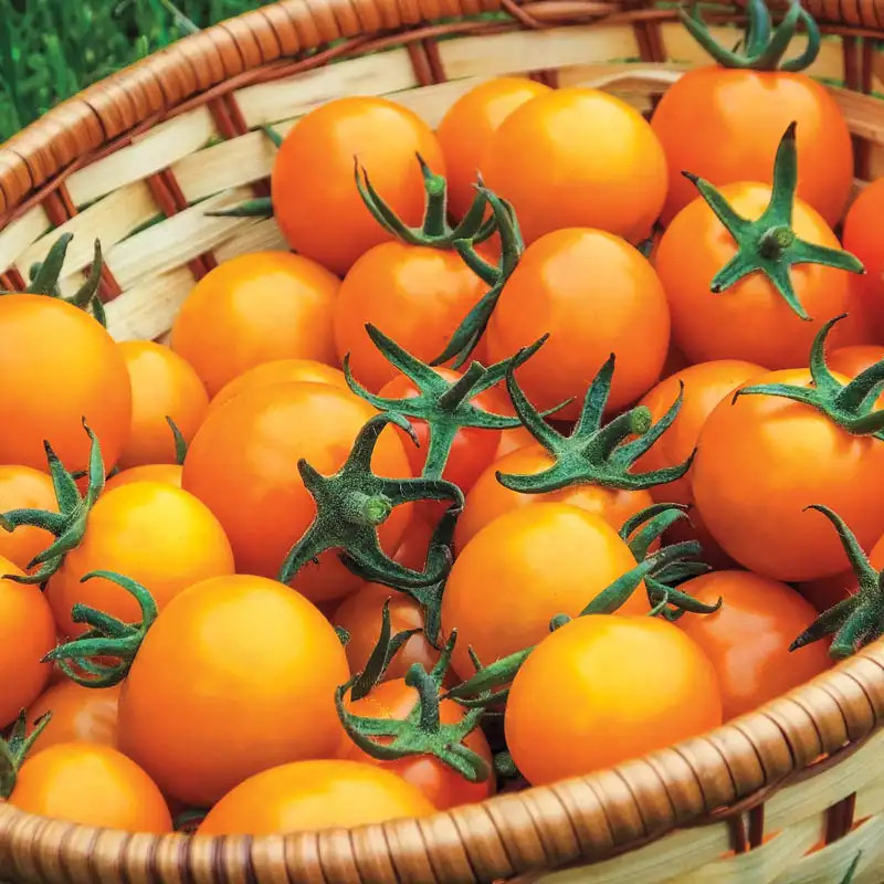 Tomato Seeds – Cherry – Sungold Hybrid Seeds –