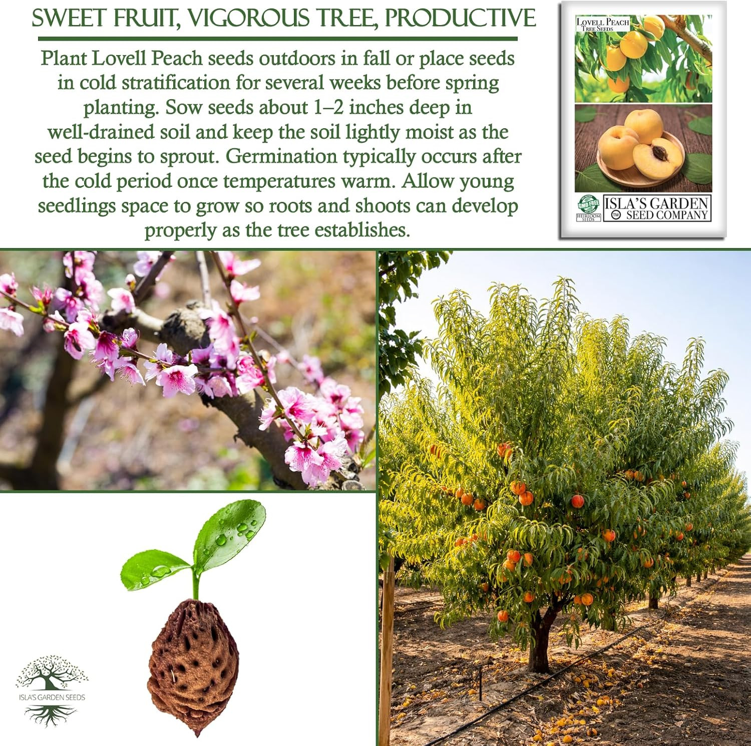 Lovell Peach Tree Seeds (Prunus Persica) – 2 Heirloom Non-Gmo Seeds by Isla’S Ga