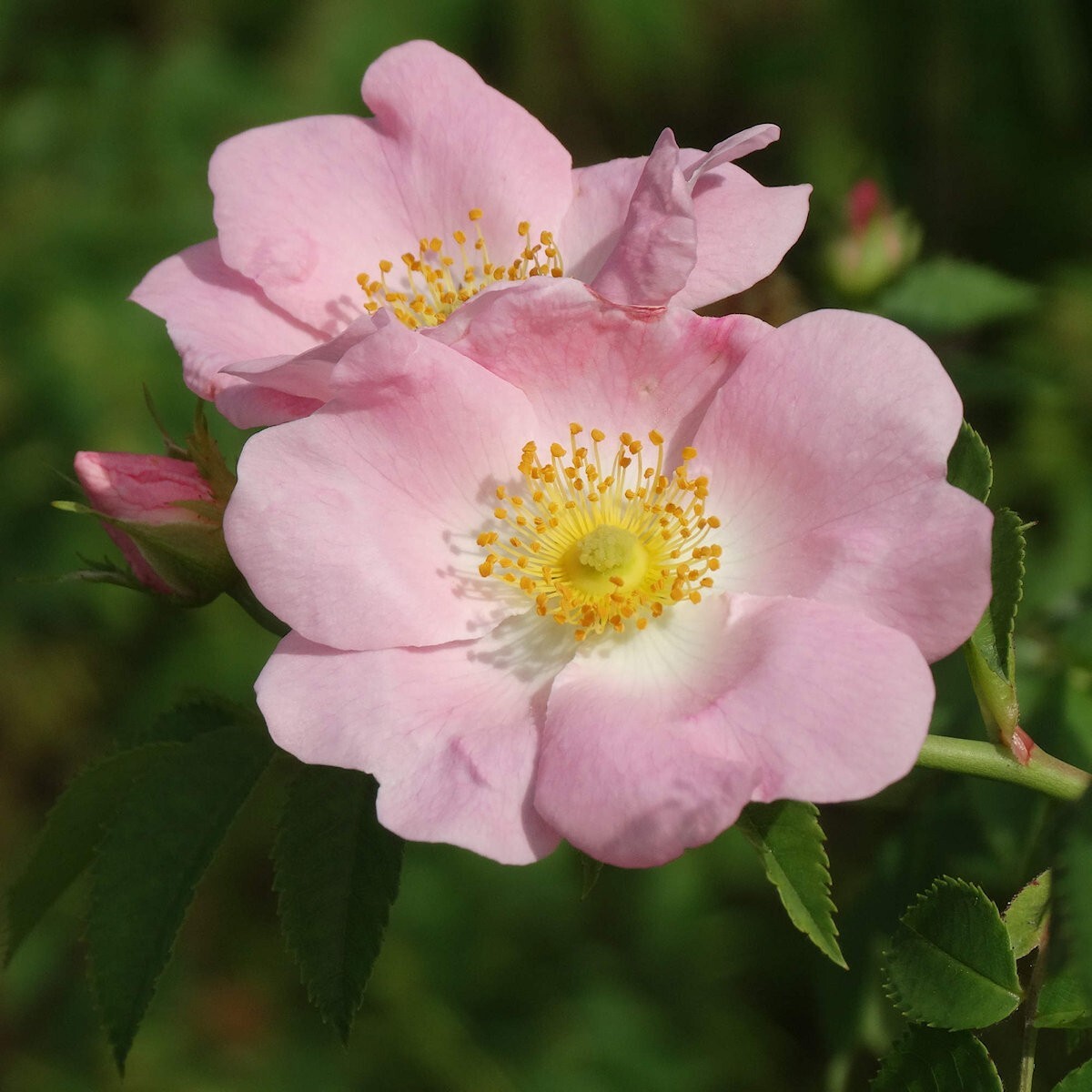 30 Pasture Rose Wildflower Seeds – Everwilde Farms Mylar Seed Packet