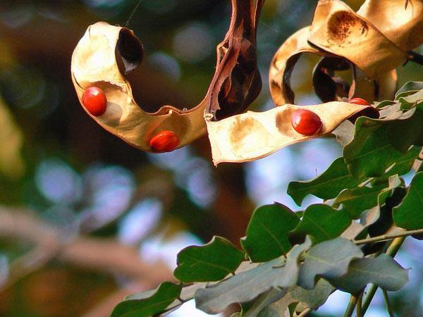 Adenanthera pavonina | Coral Wood | Red Sandalwood | Red Lucky Seed | 5 Seeds