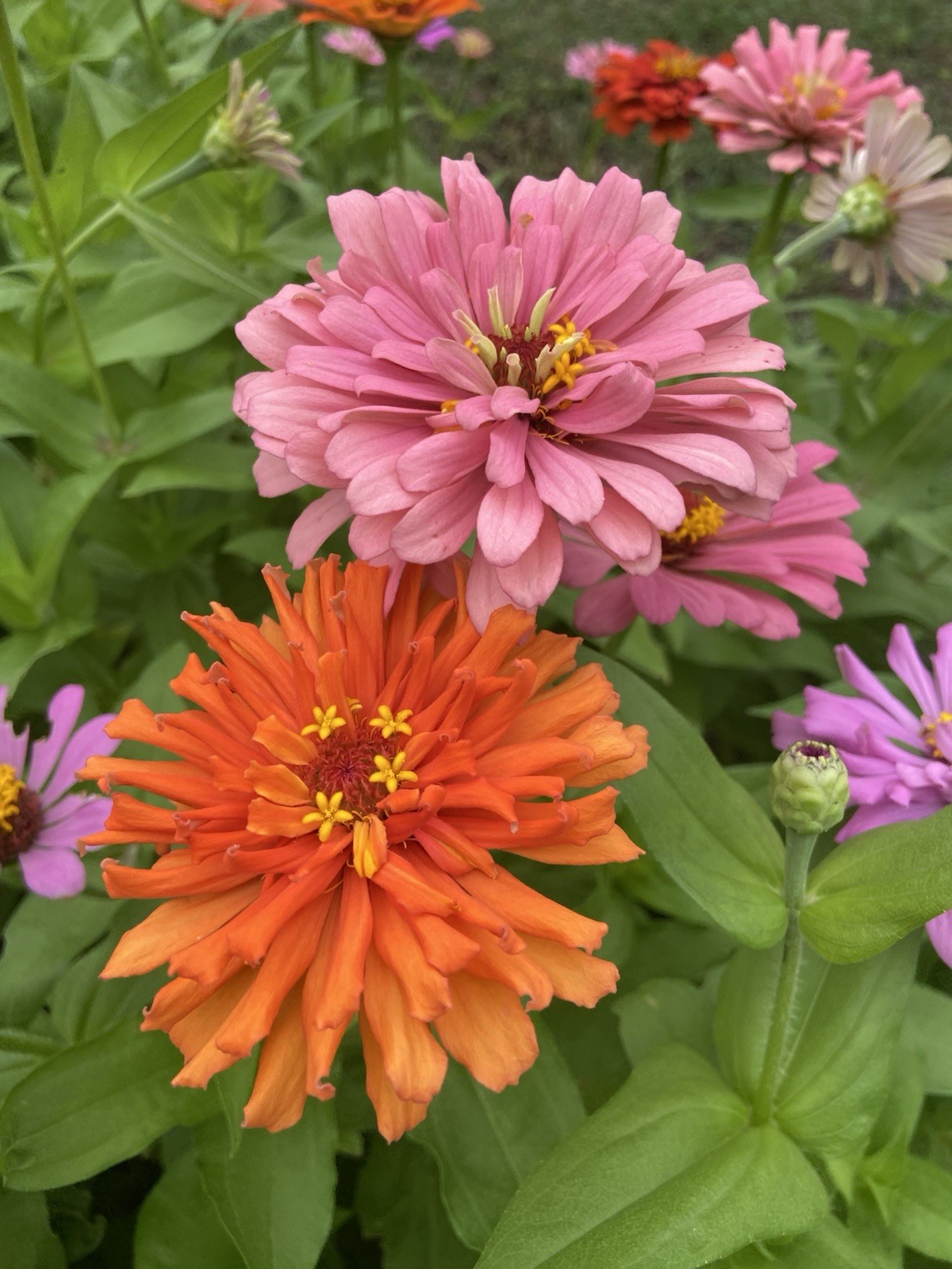 ZINNIA – 50 Fresh Seeds – Mixed Colors – GORGEOUS Blooms!! FREE Shipping