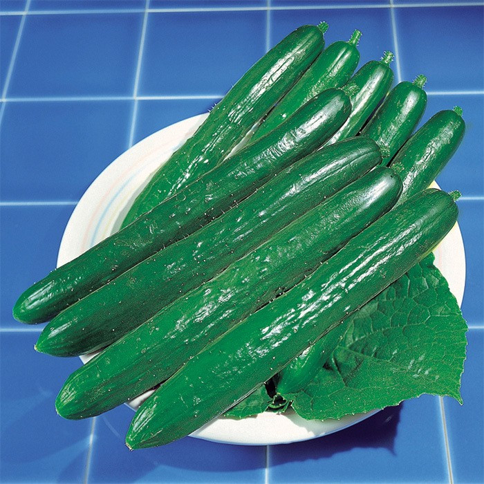100+ Cucumbers Seeds — Tasty Green — Early Maturing — Large Yielding