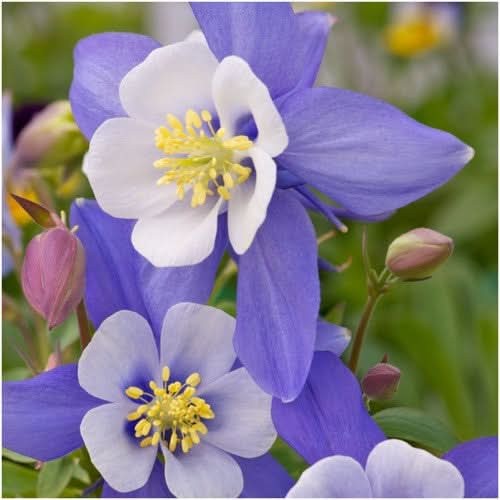 Blue Star Columbine Seeds For Planting (Aquilegia caerulea)